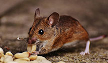 rodent-control Experts in Mphs